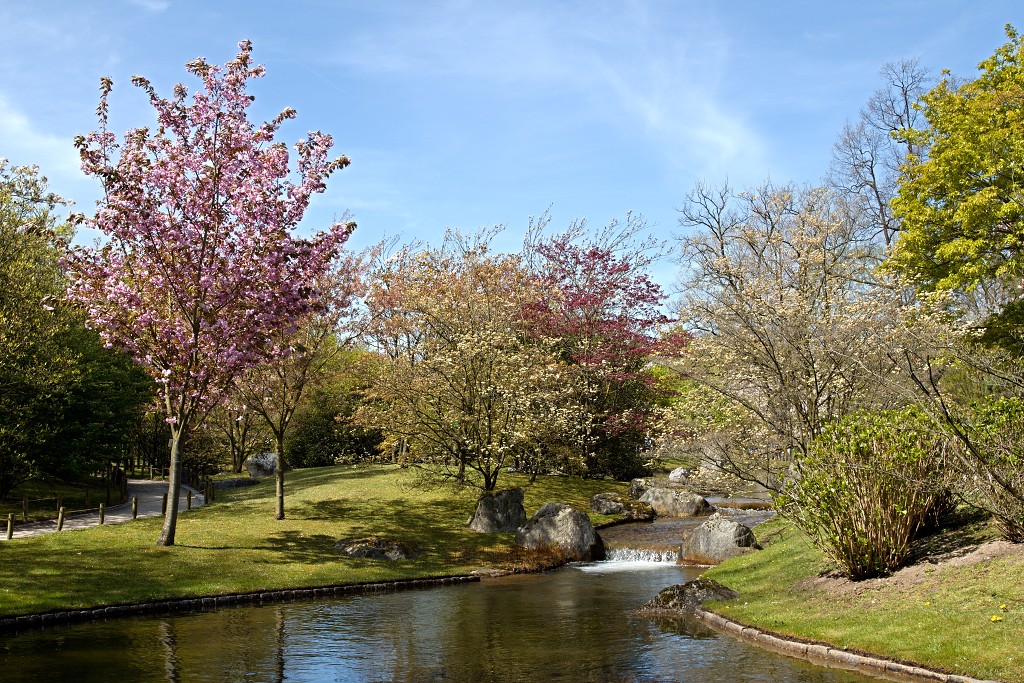 Japanse tuin belgie hasselt koivissen gele Iris ensata koi Cyprinus carpio lente bloesem kersenbloesem voorjaar